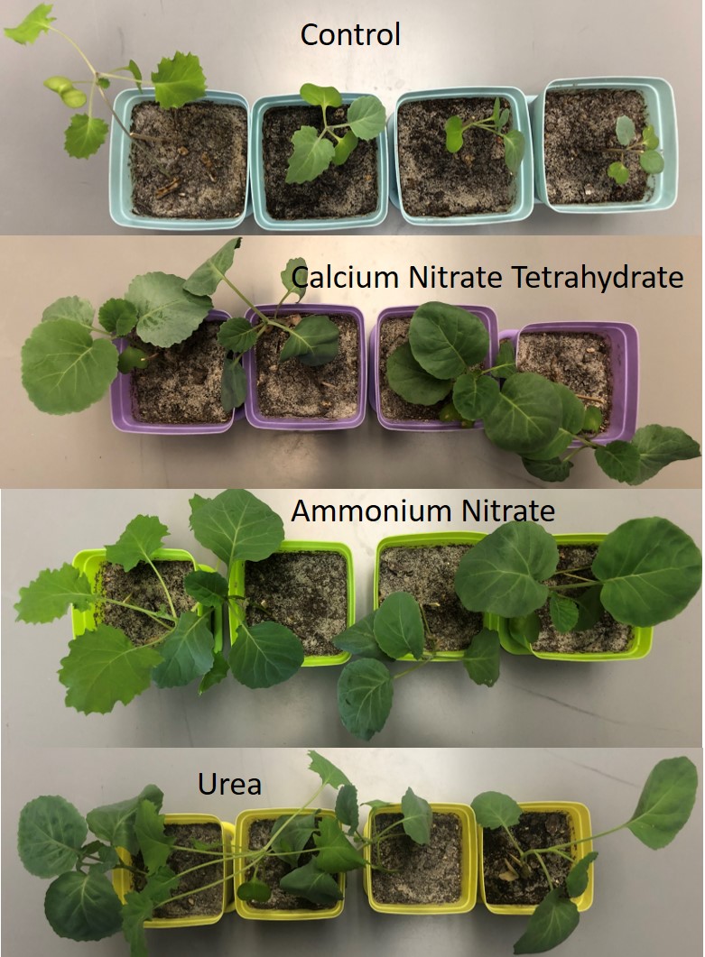 Image of the collard green plants at the end of the project with the differences in growth