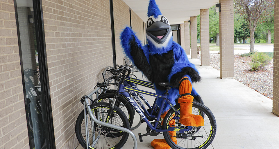 bluejay on a bike