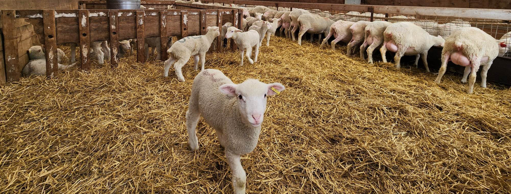 Introduction to Sheep Management