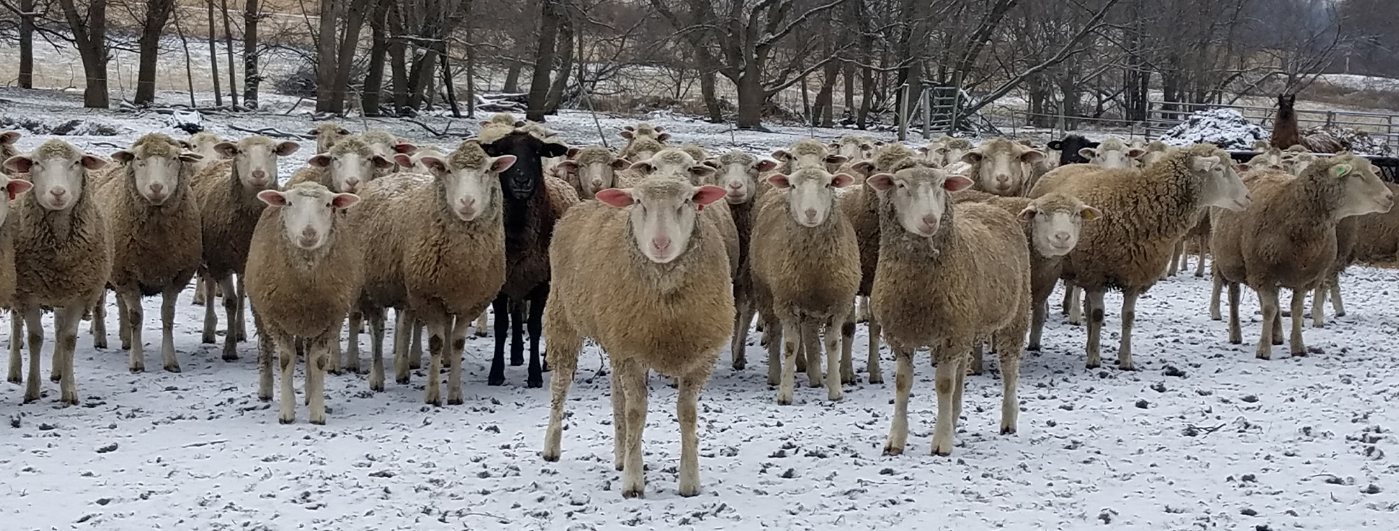 Lambing Time Short Course & Bus Tour