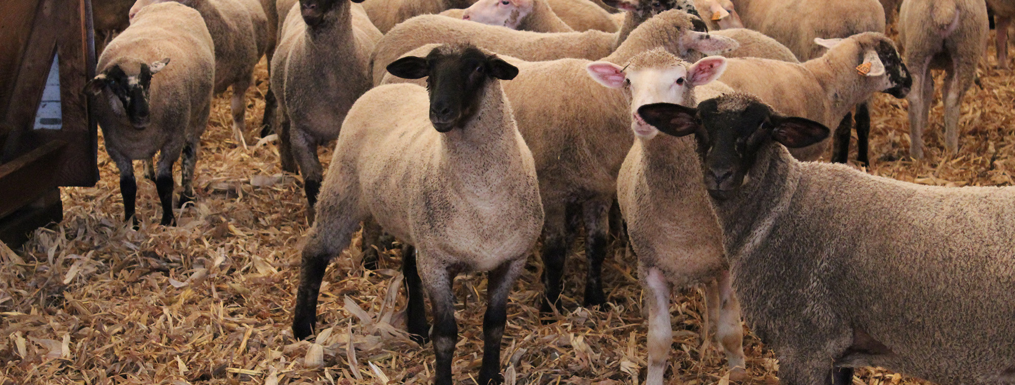 Sheep Facility Tour