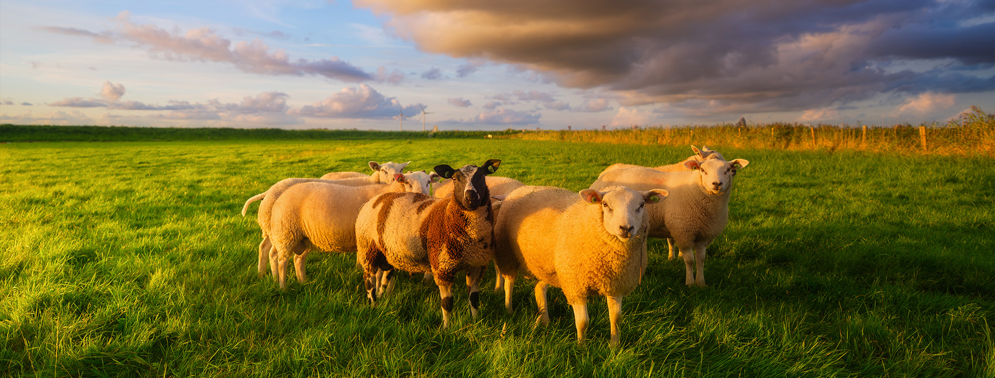 Sheep Management Courses